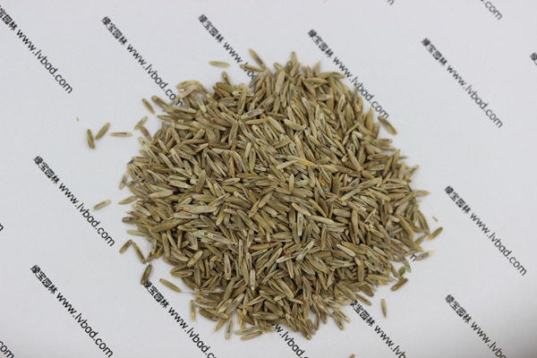 <a href='http://www.zishuwang.com.cn/caopingzhongzi/1678.html' target='_blank'>一年生黑麥草</a><a href='http://www.zishuwang.com.cn/' target='_blank'>種子</a>