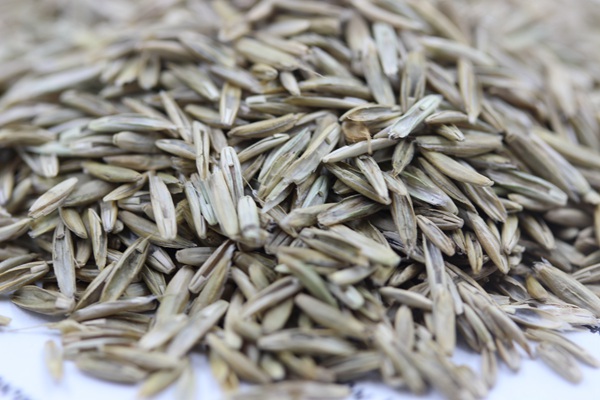 <a href='http://www.zishuwang.com.cn/caopingzhongzi/1678.html' target='_blank'>一年生黑麥草種子</a>