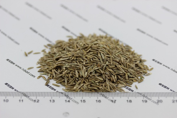 <a href='http://www.zishuwang.com.cn/caopingzhongzi/1678.html' target='_blank'>一年生黑麥草</a><a href='http://www.zishuwang.com.cn/' target='_blank'>種子</a>
