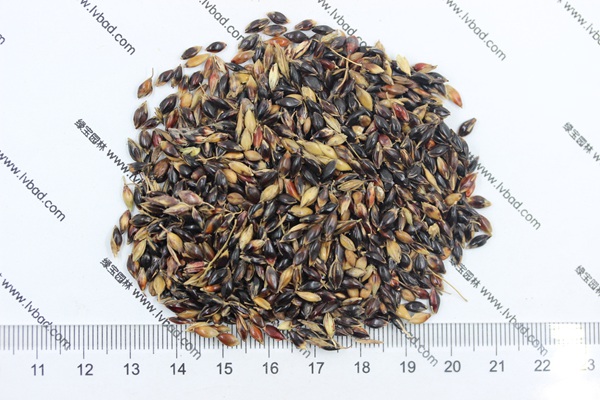 <a href='http://www.zishuwang.com.cn/mucaozhongzi/11.html' target='_blank'>蘇丹草種子</a>