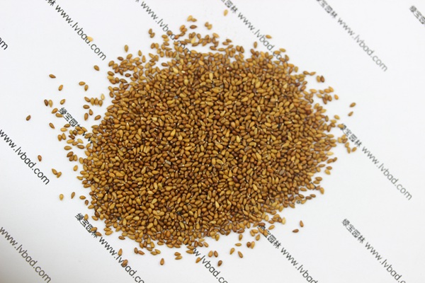 <a href='http://www.zishuwang.com.cn/caohuazhongzi/1618.html' target='_blank'>三色堇種子</a>