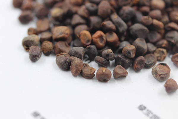 <a href='http://www.zishuwang.com.cn/caohuazhongzi/1591.html' target='_blank'>馬蘭種子</a>