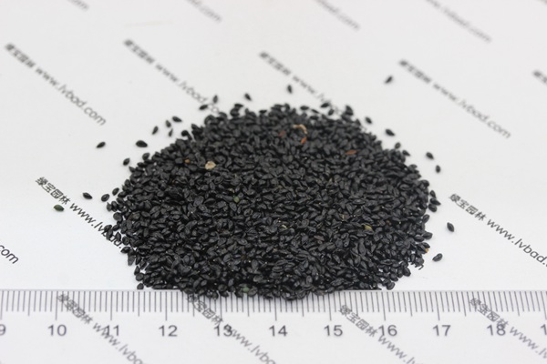 耬斗菜<a href='http://www.zishuwang.com.cn/' target='_blank'>種子</a>