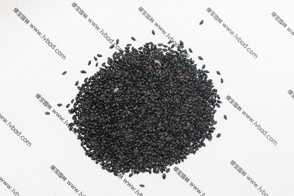 <a href='http://www.zishuwang.com.cn/caohuazhongzi/1586.html' target='_blank'>耬斗菜種子</a>