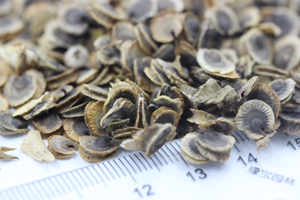 錦葵<a href='http://www.zishuwang.com.cn/' target='_blank'>種子</a>