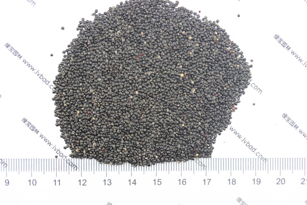 雞冠花<a href='http://www.zishuwang.com.cn/' target='_blank'>種子</a>