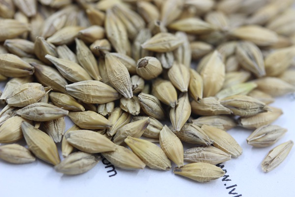 <a href='http://www.zishuwang.com.cn/mucaozhongzi/9.html' target='_blank'>大麥種子</a>
