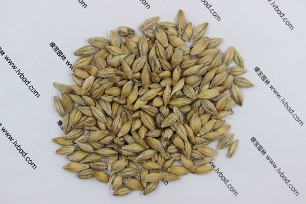 <a href='http://www.zishuwang.com.cn/mucaozhongzi/9.html' target='_blank'>大麥</a><a href='http://www.zishuwang.com.cn/' target='_blank'>種子</a>