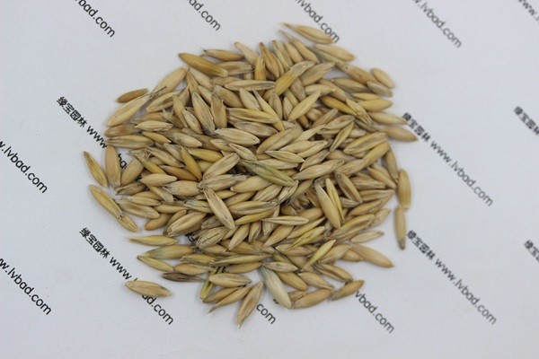 <a href='http://www.zishuwang.com.cn/mucaozhongzi/10.html' target='_blank'>燕麥種子</a>