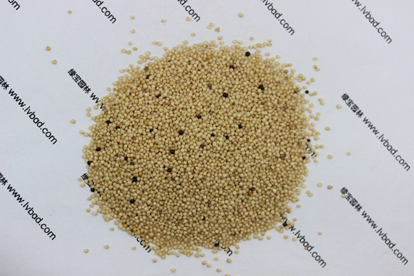 <a href='http://www.zishuwang.com.cn/mucaozhongzi/1693.html' target='_blank'>籽粒莧</a><a href='http://www.zishuwang.com.cn/' target='_blank'>種子</a>