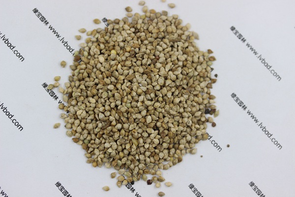 <a href='http://www.zishuwang.com.cn/mucaozhongzi/14651.html' target='_blank'>小米草</a>