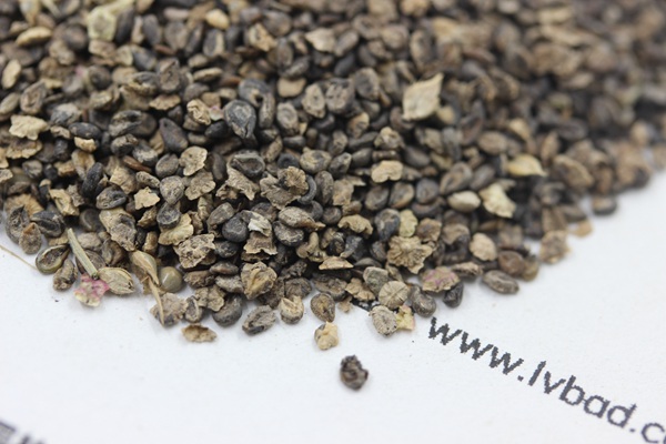 <a href='http://www.zishuwang.com.cn/caohuazhongzi/1041.html' target='_blank'>地膚種子</a>