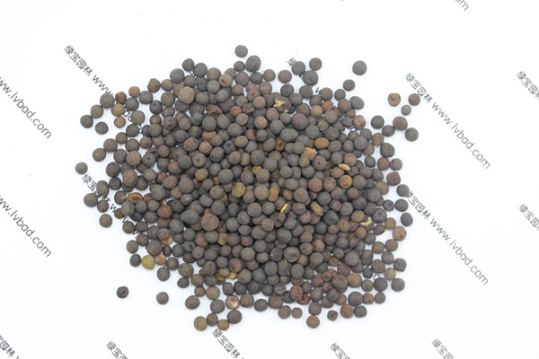 <a href='http://www.zishuwang.com.cn/mucaozhongzi/6.html' target='_blank'>紫花苕</a><a href='http://www.zishuwang.com.cn/' target='_blank'>種子</a>