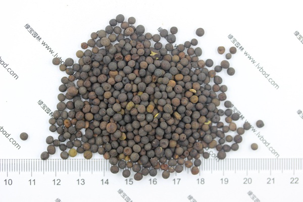 <a href='http://www.zishuwang.com.cn/mucaozhongzi/6.html' target='_blank'>紫花苕</a><a href='http://www.zishuwang.com.cn/' target='_blank'>種子</a>