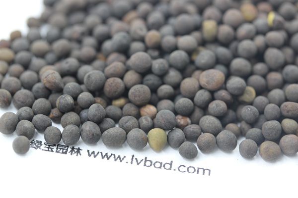<a href='http://www.zishuwang.com.cn/mucaozhongzi/6.html' target='_blank'>紫花苕種子</a>