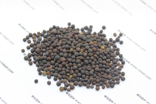 紫花苕<a href='http://www.zishuwang.com.cn/' target='_blank'>種子</a>