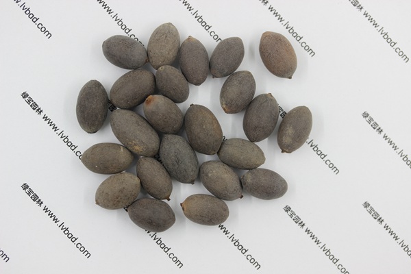 <a href='http://www.zishuwang.com.cn/caohuazhongzi/1059.html' target='_blank'>荷花</a><a href='http://www.zishuwang.com.cn/' target='_blank'>種子</a>