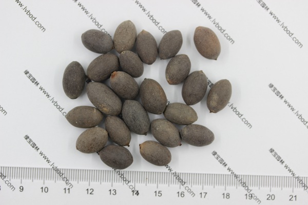 荷花<a href='http://www.zishuwang.com.cn/' target='_blank'>種子</a>