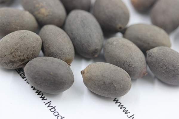 <a href='http://www.zishuwang.com.cn/caohuazhongzi/1059.html' target='_blank'>荷花種子</a>