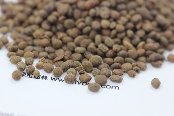 <a href='http://www.zishuwang.com.cn/caohuazhongzi/1655.html' target='_blank'>指甲花</a><a href='http://www.zishuwang.com.cn/' target='_blank'>種子</a>