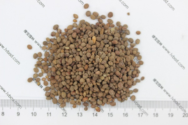 <a href='http://www.zishuwang.com.cn/caohuazhongzi/1655.html' target='_blank'>指甲花</a><a href='http://www.zishuwang.com.cn/' target='_blank'>種子</a>