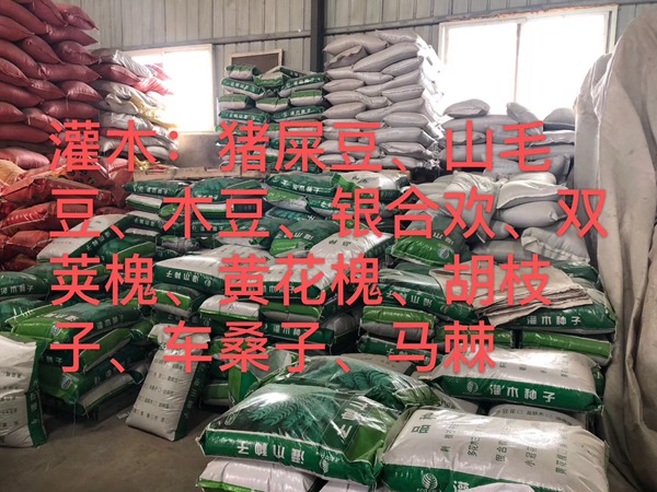 <a href='http://www.zishuwang.com.cn/linmuzhongzi/16015.html' target='_blank'>刺槐種子</a>