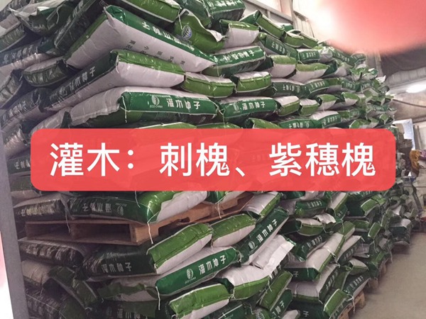<a href='http://www.zishuwang.com.cn/linmuzhongzi/16015.html' target='_blank'>刺槐</a><a href='http://www.zishuwang.com.cn/' target='_blank'>種子</a>