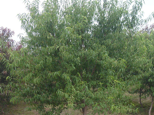 <a href='http://www.zishuwang.com.cn/guoshuzhongzi/2185.html' target='_blank'>山桃種子</a>
