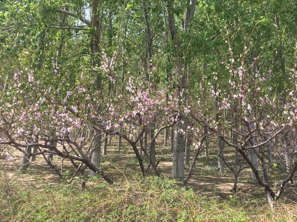 山桃<a href='http://www.zishuwang.com.cn/' target='_blank'>種子</a>