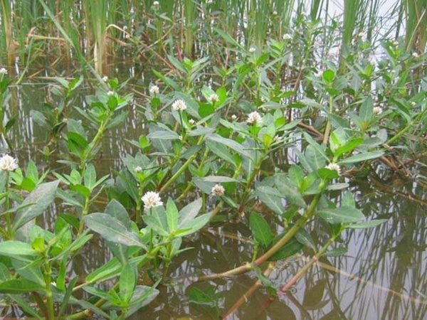 <a href='http://www.zishuwang.com.cn/shuicaozhongzi/1869.html' target='_blank'>空心蓮子草</a>