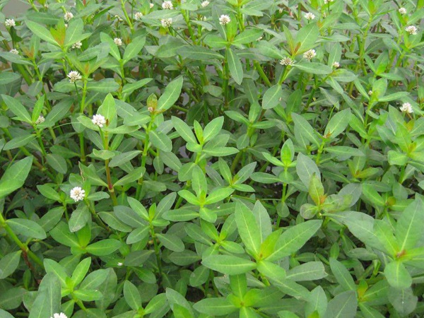 <a href='http://www.zishuwang.com.cn/shuicaozhongzi/1862.html' target='_blank'>水花生</a>