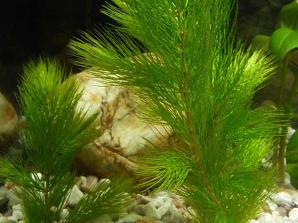 <a href='http://www.zishuwang.com.cn/shuicaozhongzi/1857.html' target='_blank'>金魚藻種子</a>
