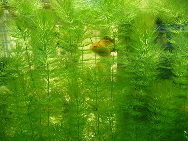 金魚藻<a href='http://www.zishuwang.com.cn/' target='_blank'>種子</a>