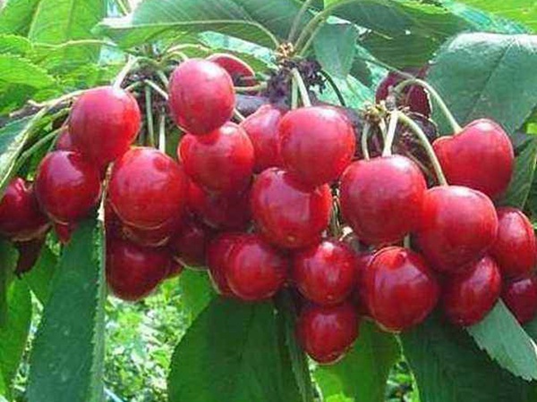 <a href='http://www.zishuwang.com.cn/guoshuzhongzi/2186.html' target='_blank'>山櫻桃</a>