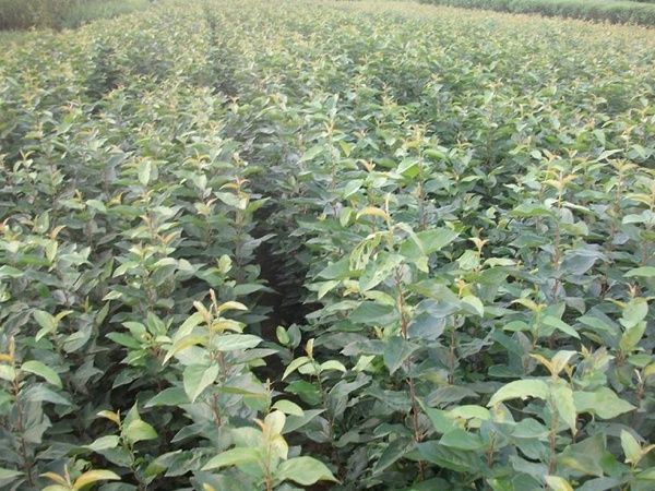 <a href='http://www.zishuwang.com.cn/guoshuzhongzi/2008.html' target='_blank'>杜梨</a>