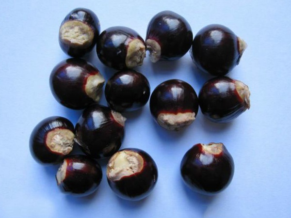 <a href='http://www.zishuwang.com.cn/guoshuzhongzi/2180.html' target='_blank'>桂圓</a>