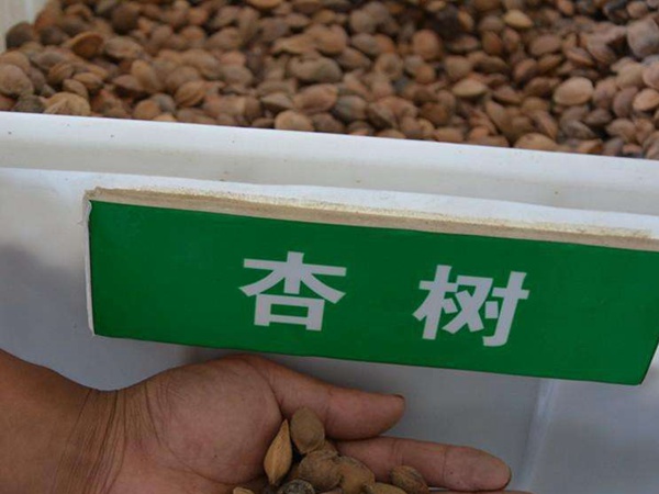 <a href='http://www.zishuwang.com.cn/guoshuzhongzi/2123.html' target='_blank'>杏樹</a><a href='http://www.zishuwang.com.cn/' target='_blank'>種子</a>