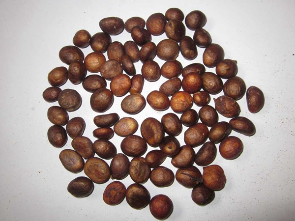 <a href='http://www.zishuwang.com.cn/guoshuzhongzi/1886.html' target='_blank'>枇杷種子</a>