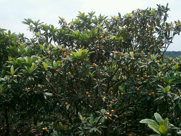 <a href='http://www.zishuwang.com.cn/guoshuzhongzi/1886.html' target='_blank'>枇杷種子</a>