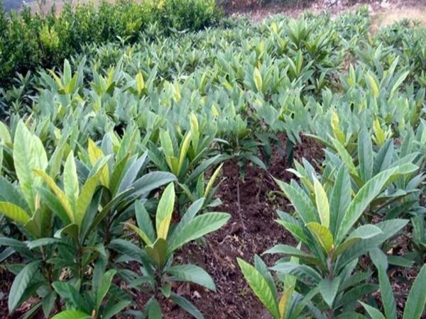 枇杷<a href='http://www.zishuwang.com.cn/' target='_blank'>種子</a>