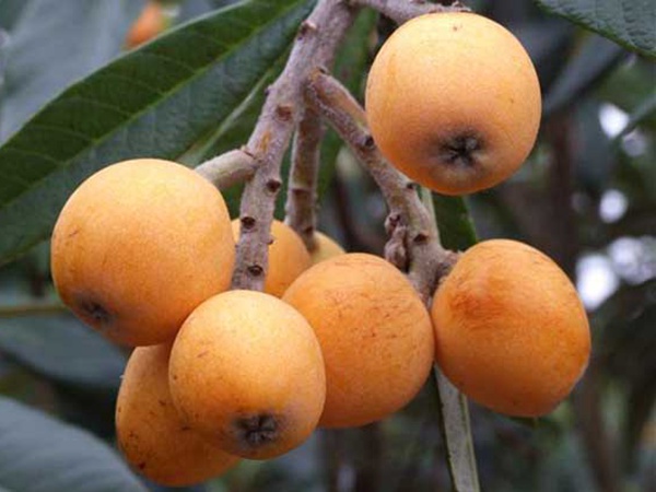 枇杷<a href='http://www.zishuwang.com.cn/' target='_blank'>種子</a>