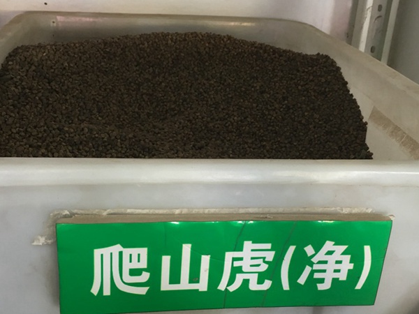 <a href='http://www.zishuwang.com.cn/linmuzhongzi/2193.html' target='_blank'>爬山虎種子</a>