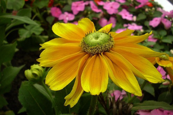 <a href='http://www.zishuwang.com.cn/caohuazhongzi/16049.html' target='_blank'>金光菊</a>