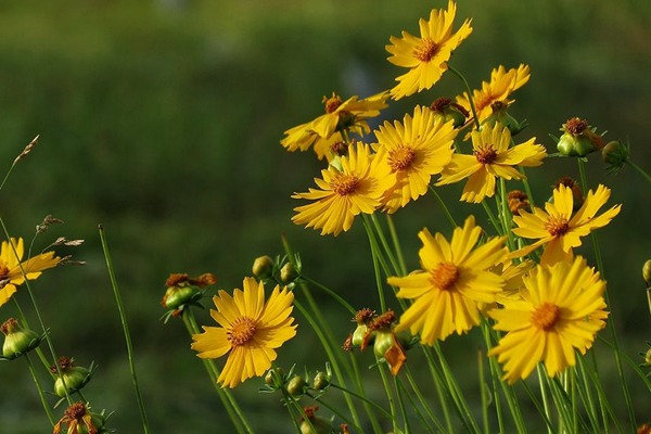<a href='http://www.zishuwang.com.cn/caohuazhongzi/16049.html' target='_blank'>金光菊</a>