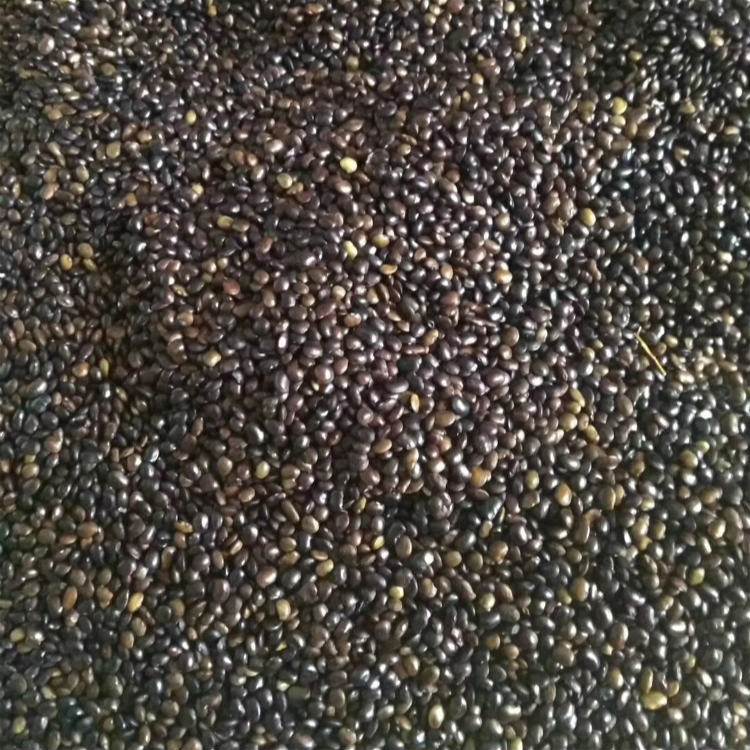 <a href='http://www.zishuwang.com.cn/linmuzhongzi/1841.html' target='_blank'>國槐種子</a>槐樹籽