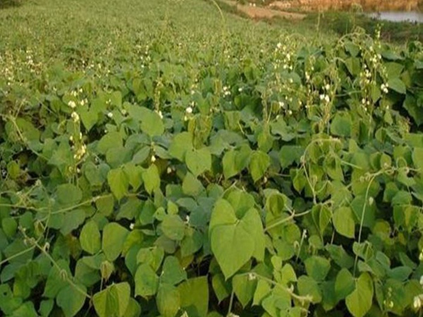 <a href='http://www.zishuwang.com.cn/mucaozhongzi/23270.html' target='_blank'>拉巴豆種子</a>