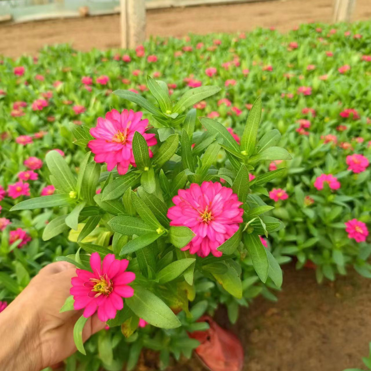 <a href='http://www.zishuwang.com.cn/caohuazhongzi/1020.html' target='_blank'>百日草</a>