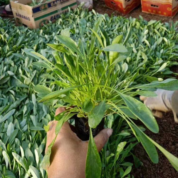 <a href='http://www.zishuwang.com.cn/caohuazhongzi/1568.html' target='_blank'>金雞菊</a>