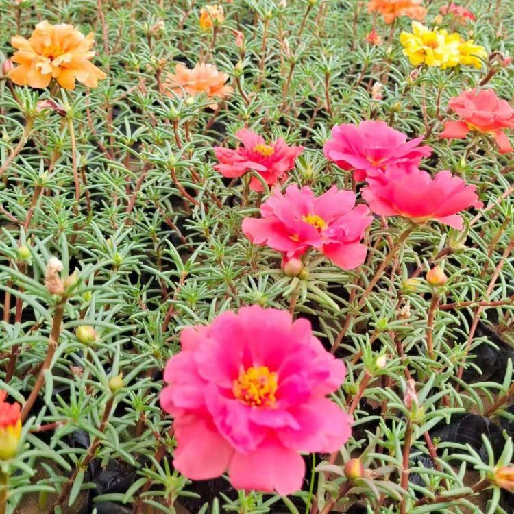 <a href='http://www.zishuwang.com.cn/caohuazhongzi/16045.html' target='_blank'>太陽花</a>