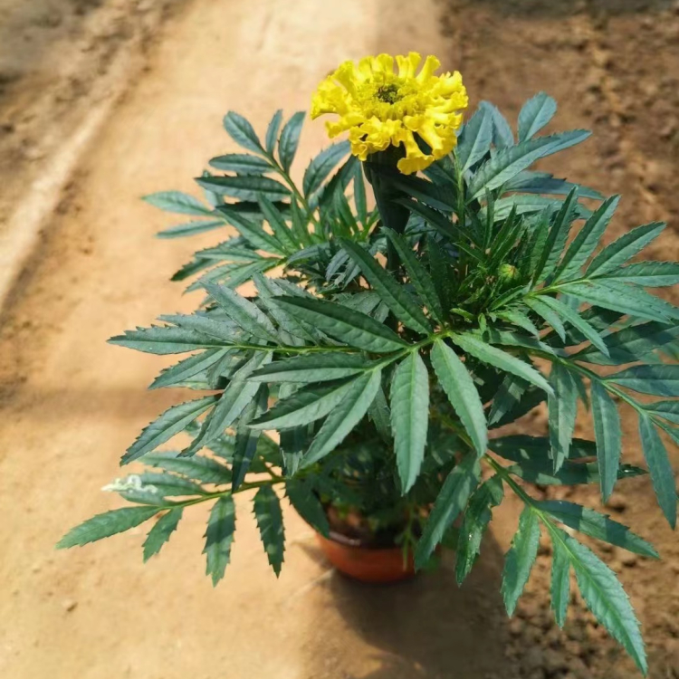 <a href='http://www.zishuwang.com.cn/caohuazhongzi/1631.html' target='_blank'>萬壽菊</a>